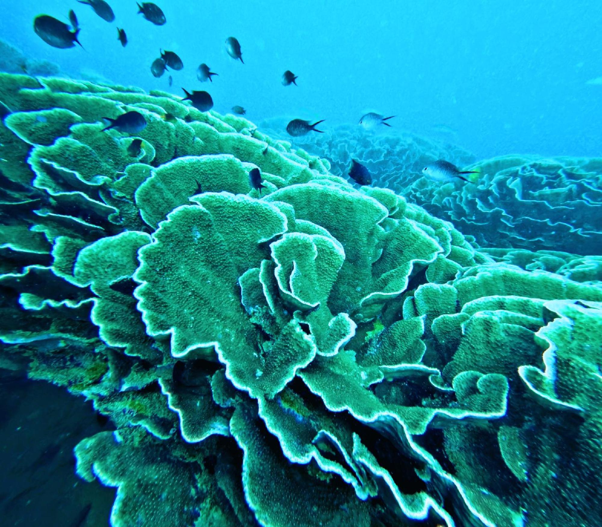 Coralview Island Resort Tavewa Island المظهر الخارجي الصورة